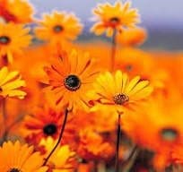 Close-up of several bright orange flowers with dark centers in a field, with a blurred background of more flowers and sky.
